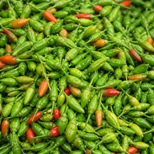 Biber (Cin) — ürün görseli