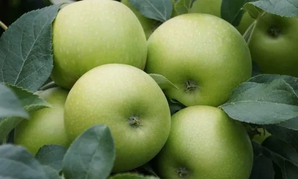 Elma (Granny Smith) — ürün görseli