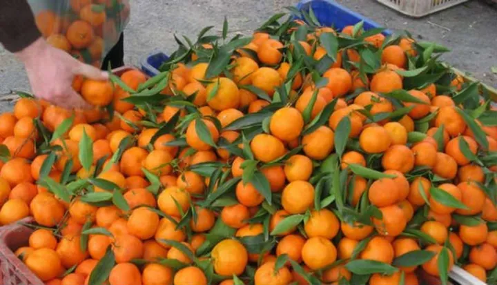 Mandalina (Normal) — ürün görseli