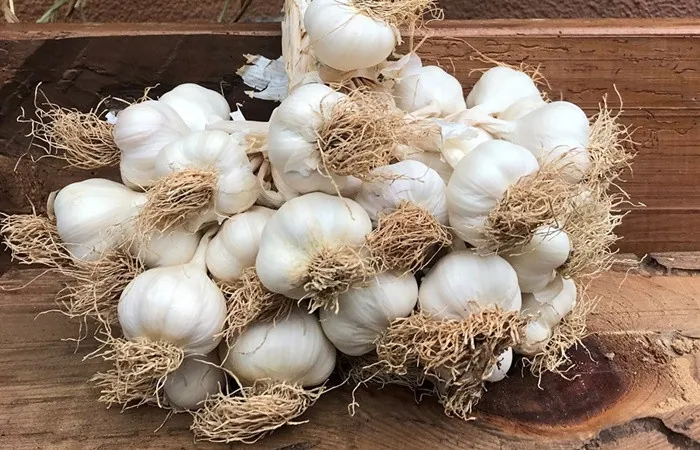 Sarımsak — ürün görseli