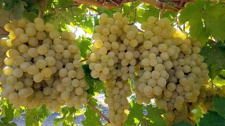 Uzum (Beyaz) — ürün görseli