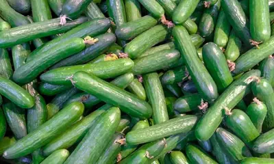 Salatalik (Silor) — ürün görseli