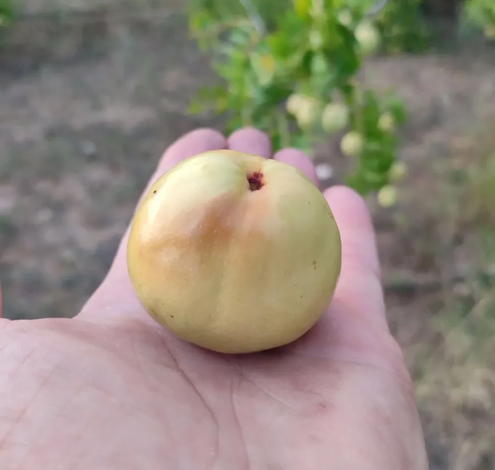 HÜNNAP — ilan fotoğrafı 3
